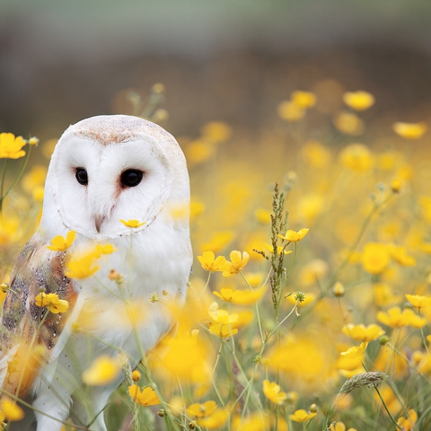 De uil staat voor de biodiversiteit die bomen leveren. 