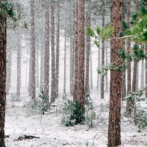 Bomen helpen tegen klimaat verandering. 