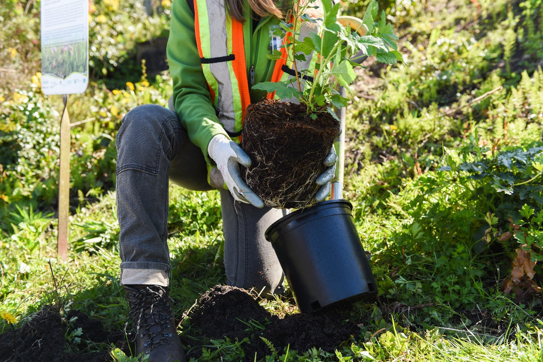 Onetreeplanted is een organisatie dat zich in zet voor een gezonder klimaat. Dit doen ze door zoals op de foto te zien, bomen te planten. 